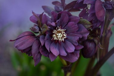 Noel doğanın arka planı olarak çiçek açtı. Orman bahçesinde Helleborus Nijer. İlkbaharda bahçede Helleborus gülü. Hellebores Çifte Ellen Mor