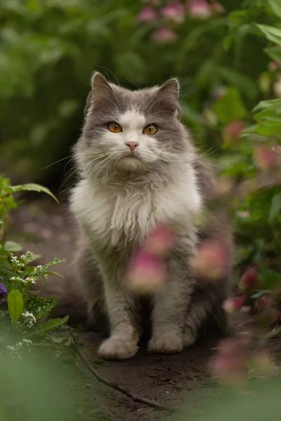 夕日が美しい庭で遊ぶ灰色の猫 猫が花と庭で遊んでいる 庭で花を咲かせる子猫 — ストック写真