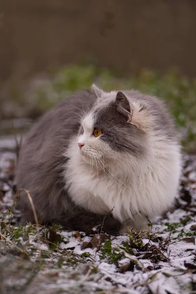Macska Játszik Sétál Hóban Télen Bolyhos Macska Hóval Borítva Sétál — Stock Fotó