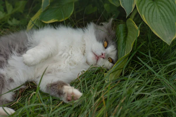 Kočka Rostliny Kočka Chlupatým Ocasem Odchází Kočičí Relaxace Zahradě — Stock fotografie