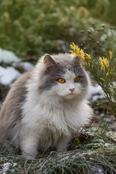 在雪地里的冬季公园里的猫 美丽的白灰相间的小猫在冷杉树旁的雪天里 — 图库照片