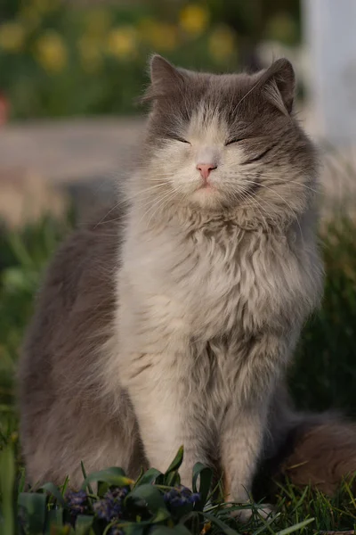 Känslomässig Katt Vilar Vårgräs Grå Katt Trädgården Katten Njuter Våren — Stockfoto