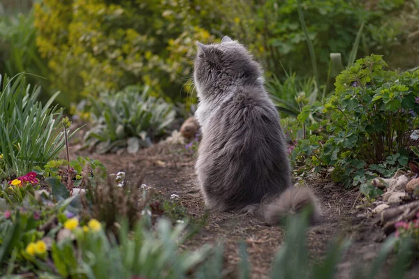 Emotional Spring Cat Sits Flower Bed Many Flowers Cat Sits — Stock Photo, Image