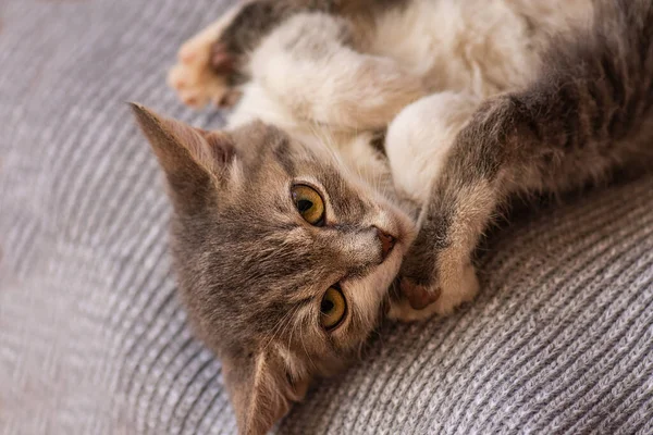 Cat Está Dormir Cama Pequeno Gato Aconchegado Cama Macia Enquanto — Fotografia de Stock