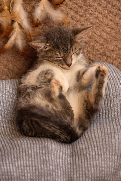 Отдых Домашним Животным Диване Котёнок Спит Одеяле — стоковое фото