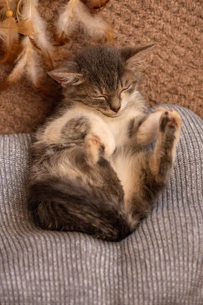 Relaxando Com Animal Estimação Sofá Gatinho Dormindo Cobertor — Fotografia de Stock