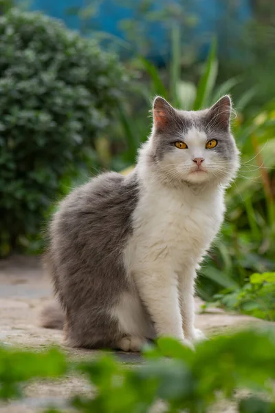 Chaton Britannique Fleurs Colorées Sur Nature Chaton Dans Jardin — Photo