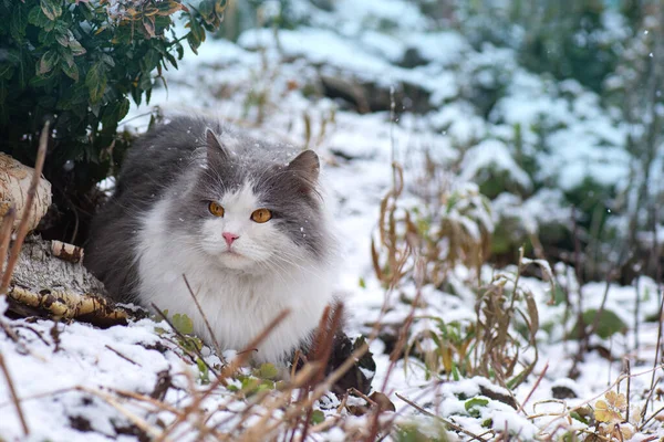 Katze Winterpark Schnee Katzen Spielen Und Winter Schnee Spazieren Gehen — Stockfoto