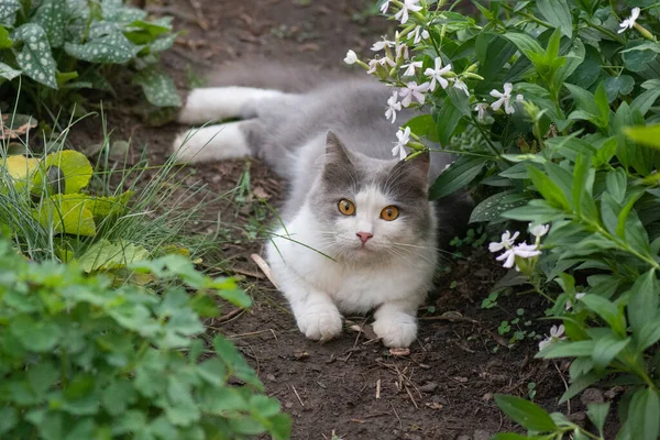 庭に花が咲く猫の屋外肖像画 牧草地で汚い猫 カラフルな開花庭で花を嗅ぐ猫 — ストック写真