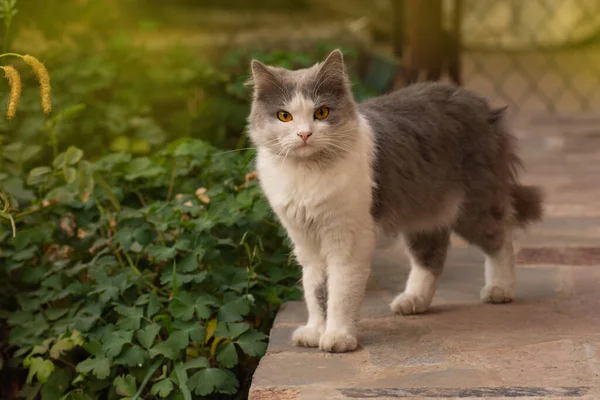Genç Kedi Yürüyor Güzel Bir Bahçenin Tadını Çıkarıyor Kirli Kedi — Stok fotoğraf