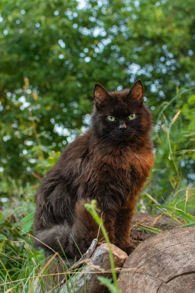 Černá Kočka Prochází Záhonem Květin Černá Kočka Ucítila Květinu Pestrobarevné — Stock fotografie