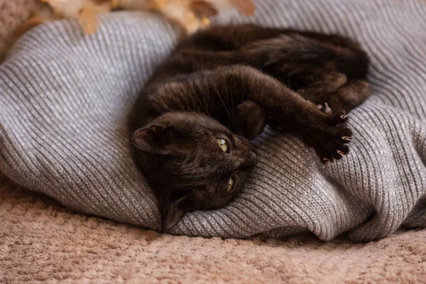 Die Kleine Katze Kuschelt Sich Beim Schlafen Ein Weiches Bett — Stockfoto