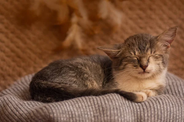 Kleine Katze Auf Einem Pastellfarbenen Kissen Konzept Bleibt Hause Kätzchen — Stockfoto