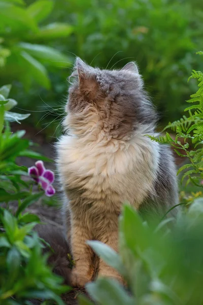 猫在绿色的草地上 有趣的猫享受夏日的神奇 英国猫科动物 开五颜六色的花 — 图库照片