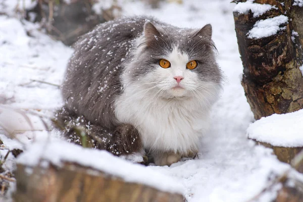 Ung Katt Vinterdag Trädgård Söt Kattunge Leks Med Nysnö Landet — Stockfoto