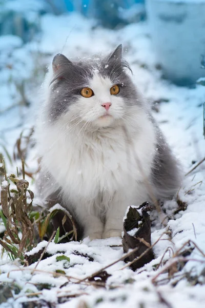 고양이가 겨울에는 고양이 고양이가 처음으로 빈터를 — 스톡 사진