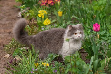 Hayvan özgürlüğü ve doğa kavramının tadını çıkarmak. Doğada neşe. Açık doğa rahatlama kavramı