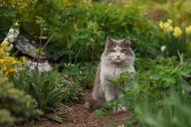 Kedi dışarıda çiçeklerin yanında oturuyor. Şirin kedi güneşli bir yaz bahçesinde oturur