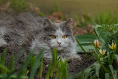 Güzel kedi ve bahçede çiçek açan bitkiler. Çiçek tarlasında kedi. Kedi çiçek tarhında yatıyor. Kedi yavrusu elinde çiçeklerle tarlada oturuyor.