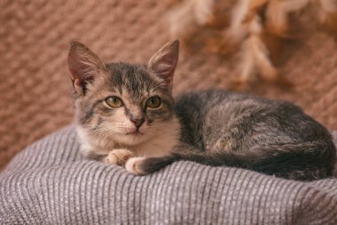 Kedi portresi kanepede uyuyor. Yumuşak gri örülmüş arka planda dinlenen kedi yavrusu