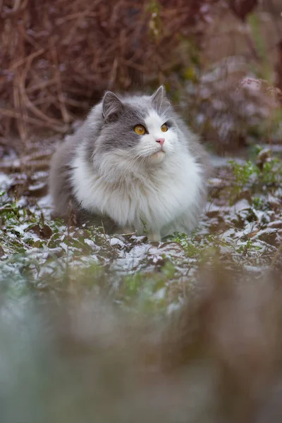 Bahçedeki Bir Kış Gününde Genç Bir Kedi Kırsalda Tatlı Kedi — Stok fotoğraf
