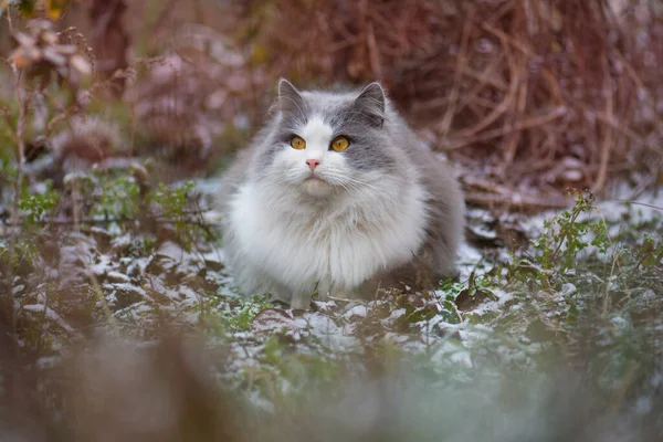 冬天在毛茸茸的雪地上 小猫在户外的肖像 雪天中美丽的白灰相间的小猫 — 图库照片
