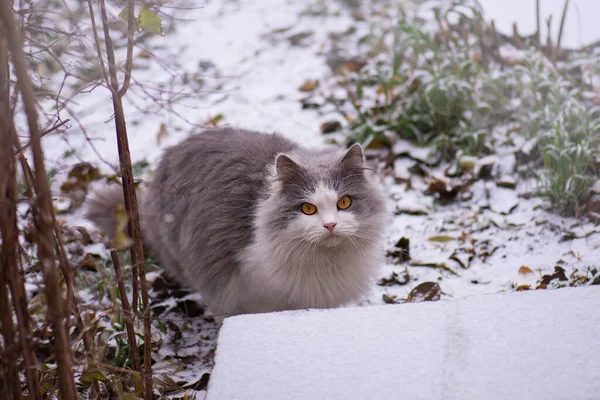 Kışın Pofuduk Kar Üzerinde Kedi Yavrusu Portresi Güzel Beyaz Gri — Stok fotoğraf