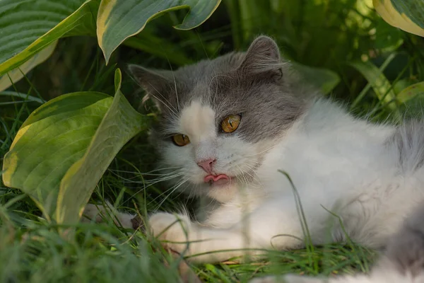 Bahçedeki Kedi Yavrusu Dışarıda Yüzünü Yalıyor Dilini Çıkarmış Bir Kedi — Stok fotoğraf