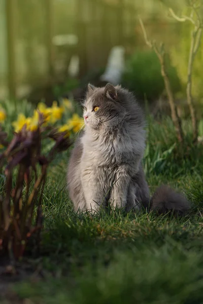 Känslomässig Våren Katt Sitter Blomma Säng Bland Många Blommor Katt — Stockfoto