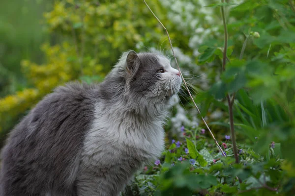 Katze Einem Frühling Bunten Garten Einem Schönen Frühlingstag Kätzchen Sitzt — Stockfoto