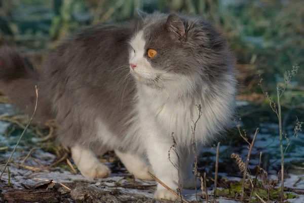 Lenyűgözött Macska Szabadban Télen Hóesés Idején Csodagyerek Macska Hóviharban Egy — Stock Fotó