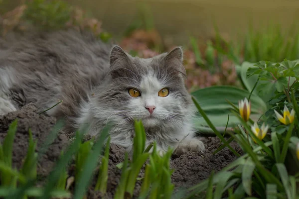 Güzel Kedi Bahçede Çiçek Açan Bitkiler Çiçek Tarlasında Kedi Kedi — Stok fotoğraf