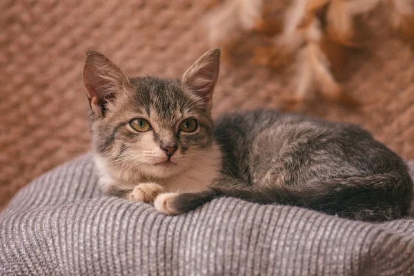Portrait Von Kätzchen Schläft Auf Dem Sofa Kätzchen Entspannt Sich — Stockfoto