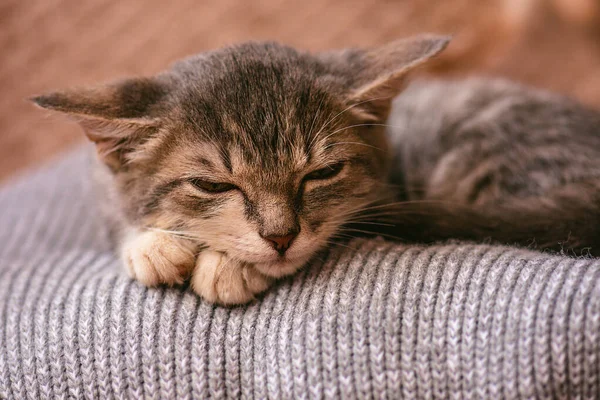 Líná Kočka Odpočívající Chlupaté Přikrývce Hezký Kočičí Spánek Kotě Spí — Stock fotografie