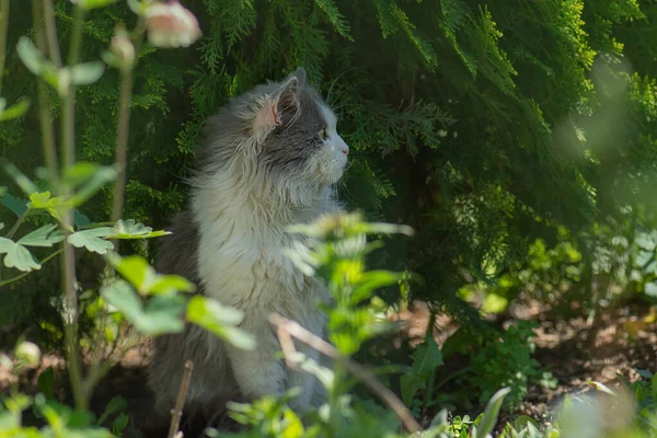 Emocional Mascota Divertirse Aire Libre Concepto Felicidad Para Mascotas Cultivo — Foto de Stock