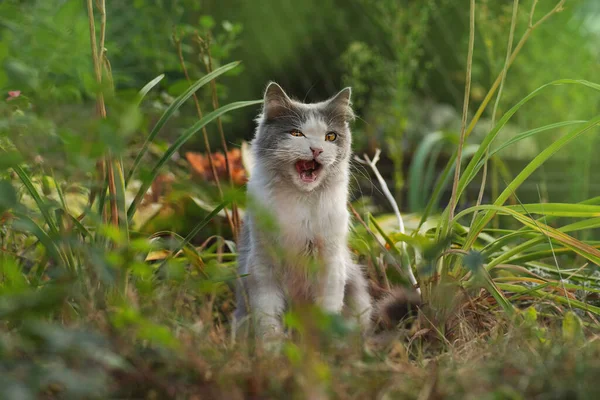 Yawning Kattunge Sitter Gården Katt Med Sömnig Gäspning Trädgården — Stockfoto