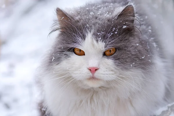 Hus Katt Promenader Utomhus Snö Vintern Ung Katt Vinterdag Trädgård — Stockfoto