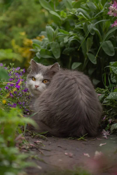 시기에 즐거운 고양이 들판에 고양이 초원에서 아름다운 고양이가 석양에 정원에 — 스톡 사진
