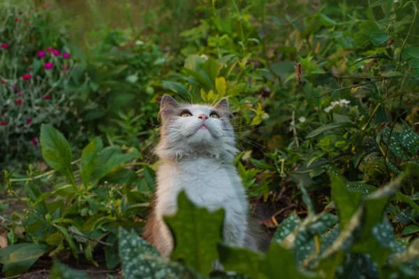 Kitty Speelt Tuin Zon Kat Het Voetpad Grijze Pluizige Kat — Stockfoto