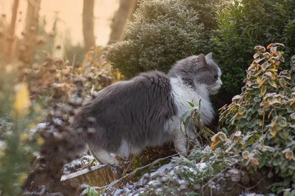 공원에 고양이에요 전나무 눈덮인 아름다운 고양이 — 스톡 사진