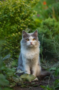Yeşil çimenlikteki kedi. Komik kedi yaz gününün sihrinin tadını çıkarıyor. Doğada renkli çiçekler içindeki İngiliz kedi yavrusu.