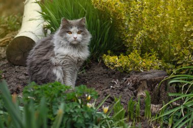 Yeşil çimenlikteki kedi. Komik kedi yaz gününün sihrinin tadını çıkarıyor. Doğada renkli çiçekler içindeki İngiliz kedi yavrusu.
