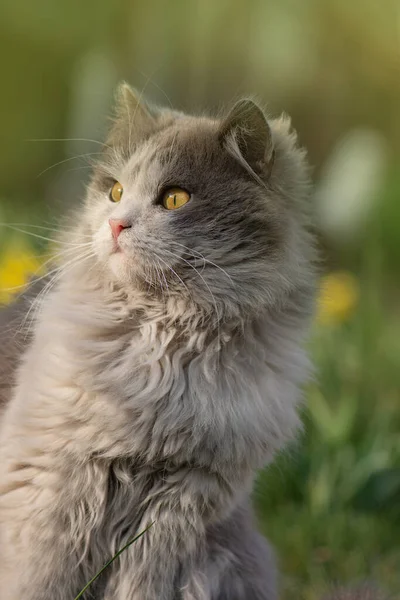 楽しい屋外を持つ感情的なペット ペットの幸せの概念 流行の猫の肖像画の作物 美しい目で猫の顔の作物画像 — ストック写真