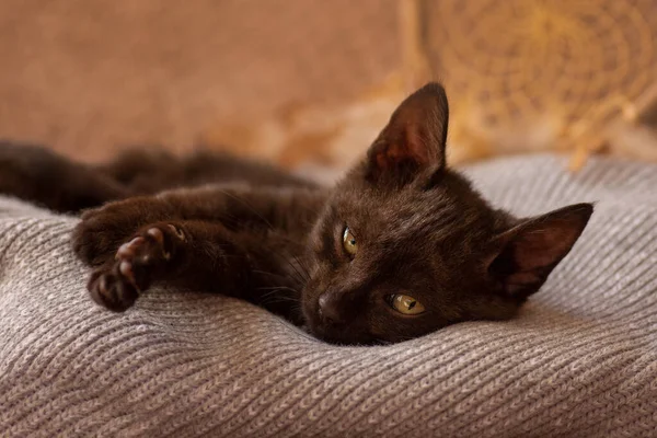 Siesta Casera Mascotas Gatito Duerme Cama Acogedora Suave Casa — Foto de Stock