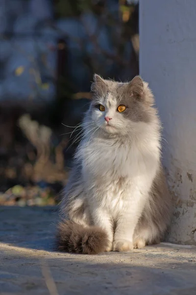 Gatto Stupito All Aperto Inverno Durante Nevicata Meraviglioso Gatto Seduto — Foto Stock