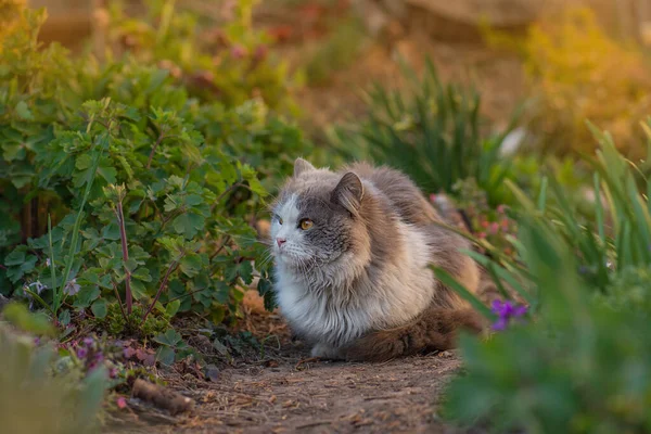 Nieuwsgierige Dromerige Kat Tuin Liegen Kat Bloemen Schoonheidskat Natuur Fel — Stockfoto