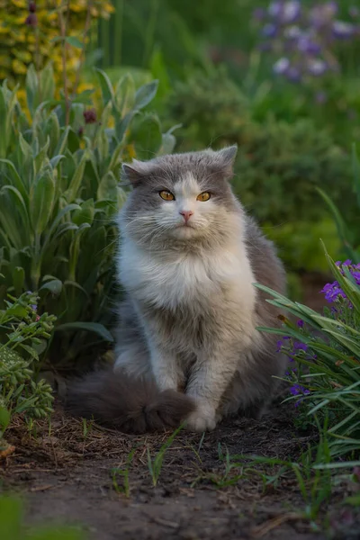 Gatto Passeggiando Bellissimo Giardino Con Fiori Gatto Ritratto Erba Verde — Foto Stock