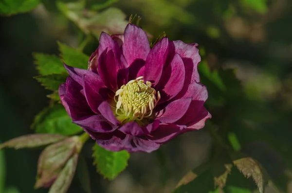 Helleborus Orientalis Delila Black Burgundy Brown Delila Hellborus Blooms Spring — Stock Photo, Image