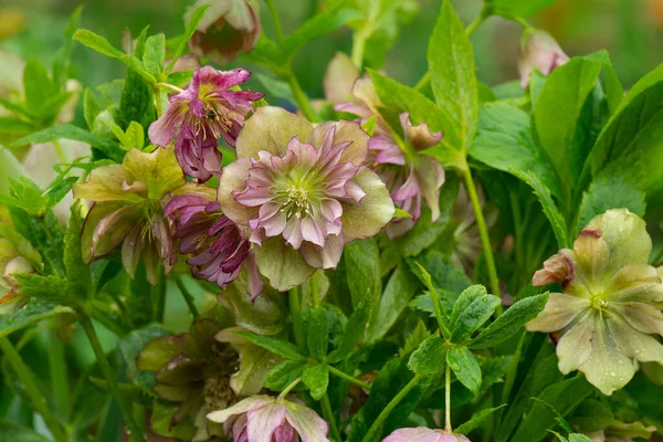 Fastenrose Oder Hellebarde Double Ellen Picotee Blumen Dicht Gedrängt Blühen — Stockfoto
