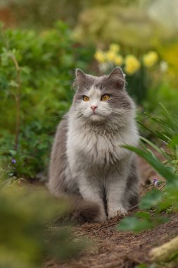 Bahçedeki kedi. Bahçedeki çiçeklerin arasında oturan kedi yavrusu. Gri tüylü kedi çiçeklerin içinde oturur. Yaya yolundaki kedi.